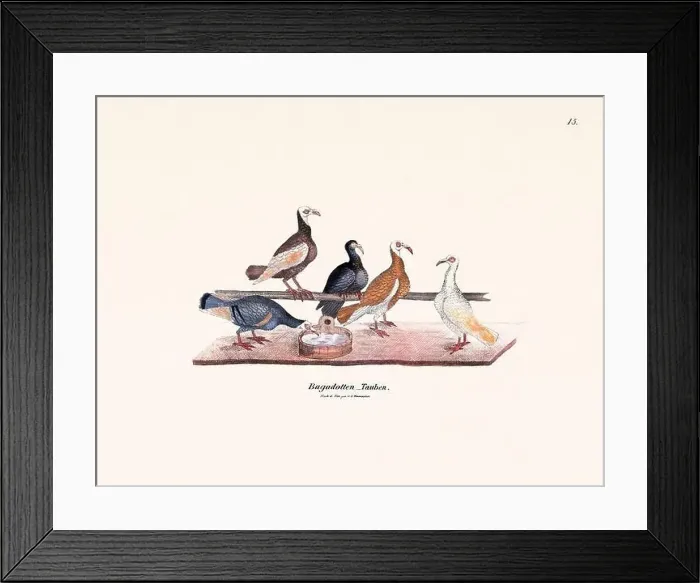 Framed Print : Vintage pigeon illustrations from a German book on pigeon breeding Framed Print : Vintage pigeon illustrations from a German book on pigeon breeding