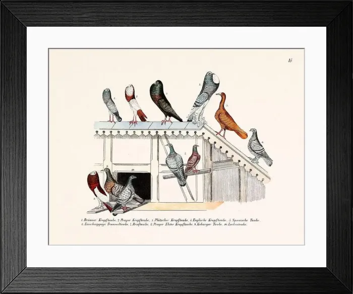 Framed Print : Vintage pigeon illustrations from a German book on pigeon breeding Framed Print : Vintage pigeon illustrations from a German book on pigeon breeding