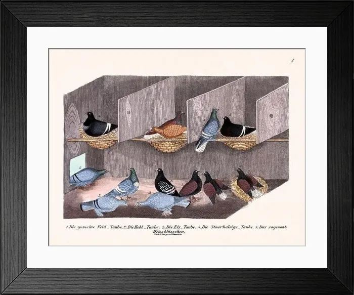 Framed Print : Vintage pigeon illustrations from a German book on pigeon breeding Framed Print : Vintage pigeon illustrations from a German book on pigeon breeding