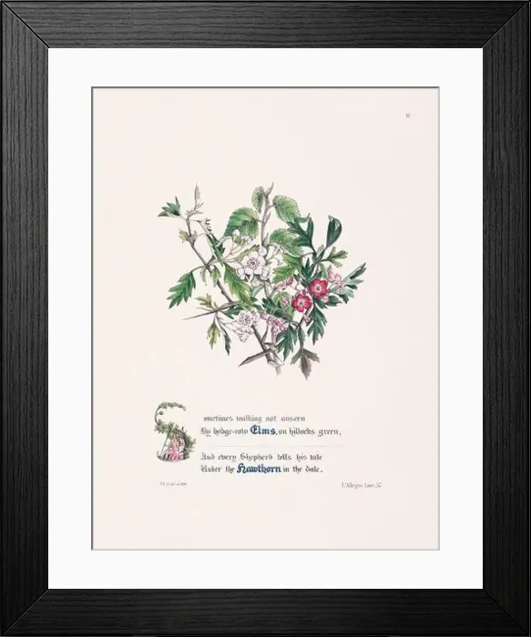 Framed Print : Floral bouquet illustration Framed Print : Floral bouquet illustration