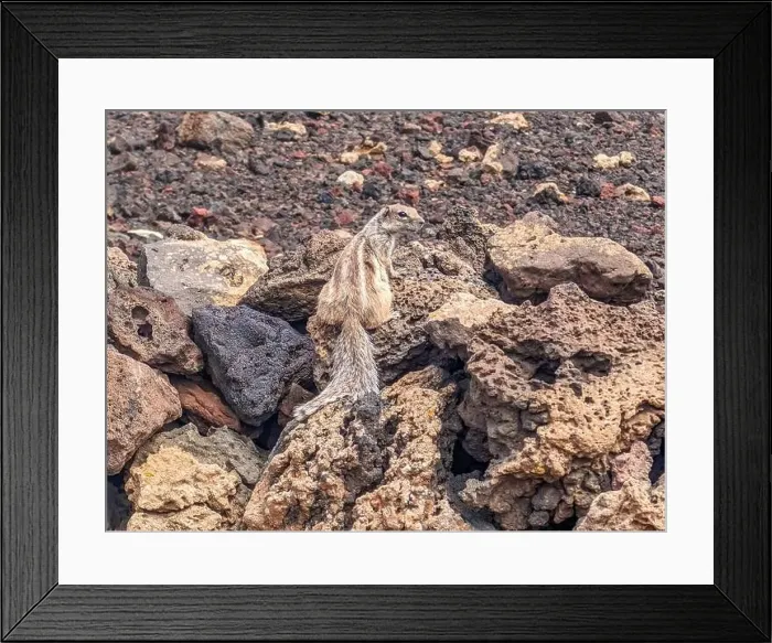 Framed Print : The Calderon Hondo volcano walk, Fuerteventura, Canary Islands Framed Print : The Calderon Hondo volcano walk, Fuerteventura, Canary Islands