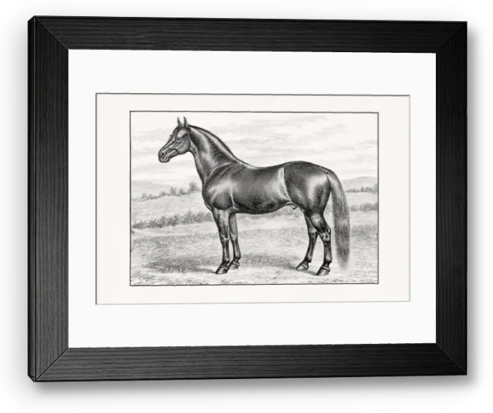 Framed Print : Antique horse illustration from an 1887 livestock book. Detailed depiction of a specific horse breed.Thorougbred Horse Framed Print : Antique horse illustration from an 1887 livestock book. Detailed depiction of a specific horse breed.Thorougbred Horse