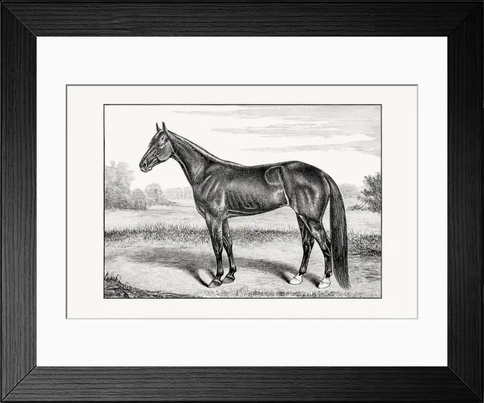 Framed Print : Antique horse illustration from an 1887 livestock book. Detailed depiction of a specific horse breed.Thorougbred Horse Framed Print : Antique horse illustration from an 1887 livestock book. Detailed depiction of a specific horse breed.Thorougbred Horse