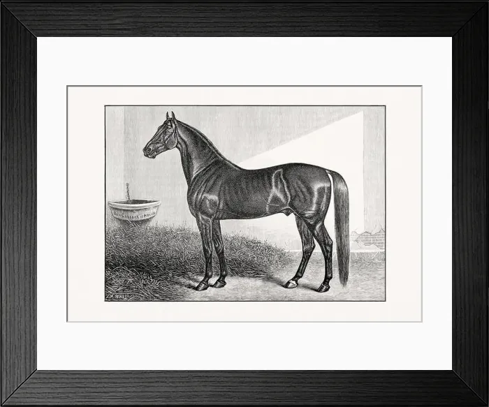 Framed Print : Antique horse illustration from an 1887 livestock book. Detailed depiction of a specific horse breed.Thorougbred Horse Framed Print : Antique horse illustration from an 1887 livestock book. Detailed depiction of a specific horse breed.Thorougbred Horse