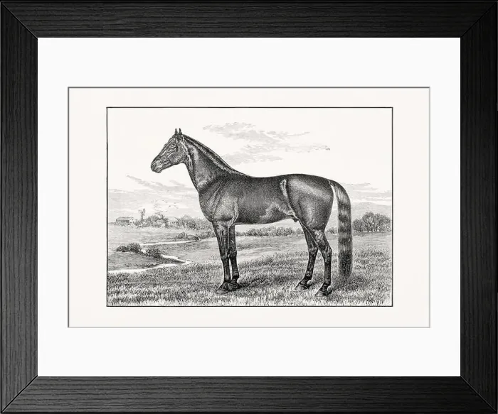 Framed Print : Antique horse illustration from an 1887 livestock book. Detailed depiction of a specific horse breed.Thorougbred Horse Framed Print : Antique horse illustration from an 1887 livestock book. Detailed depiction of a specific horse breed.Thorougbred Horse