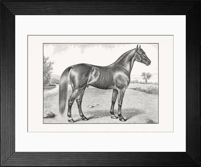 Framed Print : Antique horse illustration from an 1887 livestock book. Detailed depiction of a specific horse breed.Thorougbred Horse Framed Print : Antique horse illustration from an 1887 livestock book. Detailed depiction of a specific horse breed.Thorougbred Horse