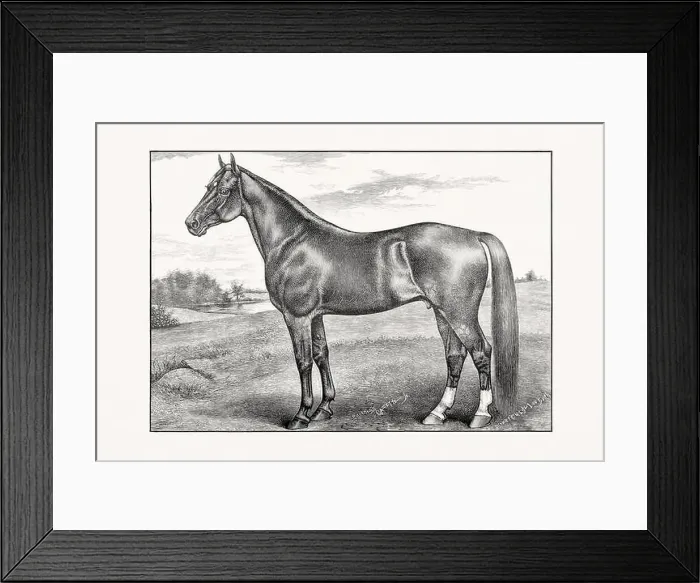 Framed Print : Antique horse illustration from an 1887 livestock book. Detailed depiction of a specific horse breed.Thorougbred Horse Framed Print : Antique horse illustration from an 1887 livestock book. Detailed depiction of a specific horse breed.Thorougbred Horse