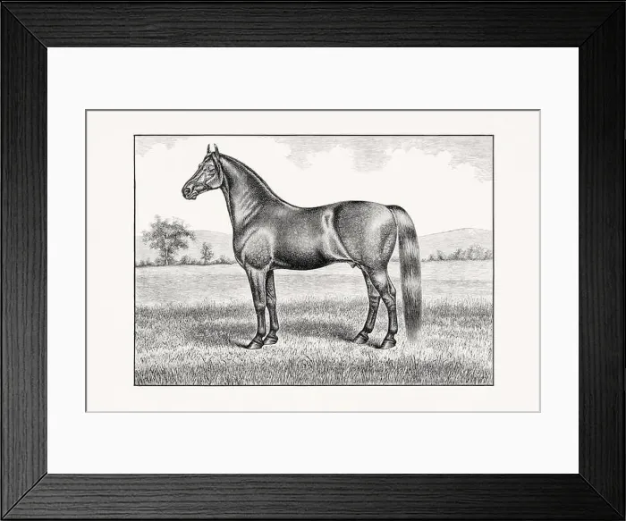 Framed Print : Antique horse illustration from an 1887 livestock book. Detailed depiction of a specific horse breed. English Coachhorse Framed Print : Antique horse illustration from an 1887 livestock book. Detailed depiction of a specific horse breed. English Coachhorse