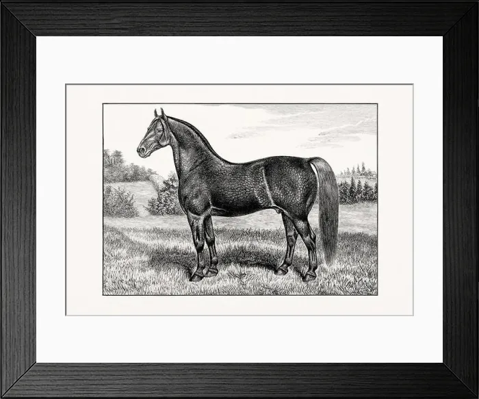 Framed Print : Antique horse illustration from an 1887 livestock book. Detailed depiction of a specific horse breed. English Coachhorse Framed Print : Antique horse illustration from an 1887 livestock book. Detailed depiction of a specific horse breed. English Coachhorse
