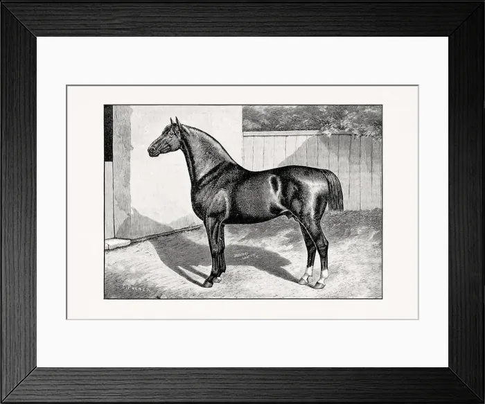 Framed Print : Antique horse illustration from an 1887 livestock book. Detailed depiction of a specific horse breed. French Coachhorse Framed Print : Antique horse illustration from an 1887 livestock book. Detailed depiction of a specific horse breed. French Coachhorse