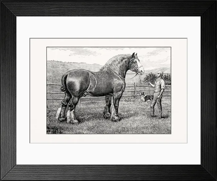 Framed Print : Antique horse illustration from an 1887 livestock book Framed Print : Antique horse illustration from an 1887 livestock book