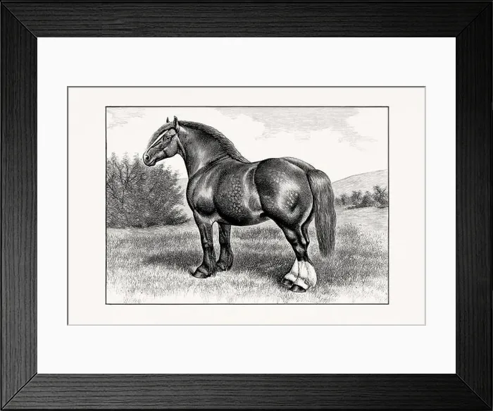 Framed Print : Antique horse illustration from an 1887 livestock book Framed Print : Antique horse illustration from an 1887 livestock book