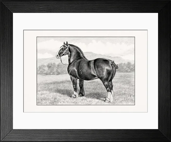 Framed Print : Antique horse illustration from an 1887 livestock book Framed Print : Antique horse illustration from an 1887 livestock book