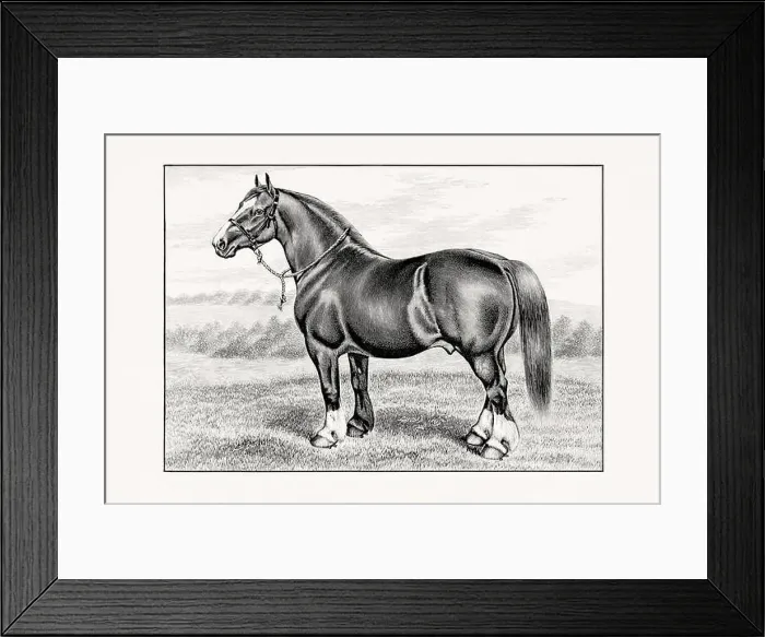 Framed Print : Antique horse illustration from an 1887 livestock book Framed Print : Antique horse illustration from an 1887 livestock book