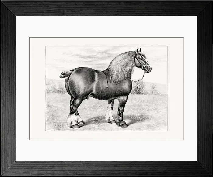 Framed Print : Antique horse illustration from an 1887 livestock book Framed Print : Antique horse illustration from an 1887 livestock book