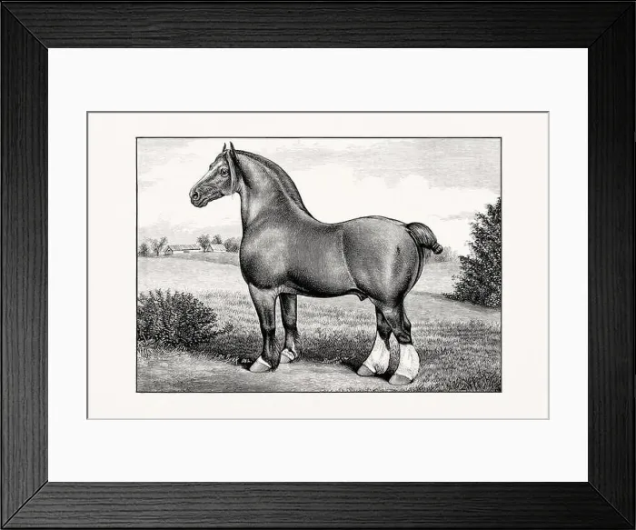 Framed Print : Antique horse illustration from an 1887 livestock book Framed Print : Antique horse illustration from an 1887 livestock book