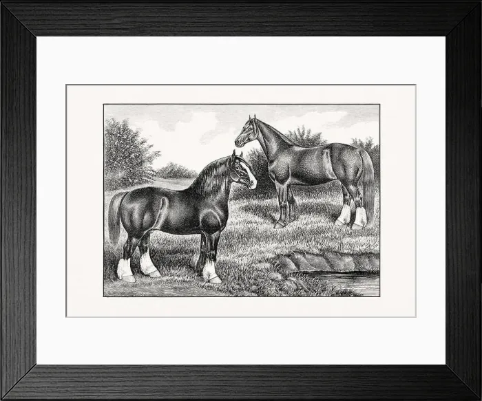Framed Print : Antique horse illustration from an 1887 livestock book. Detailed depiction of a specific horse breed. Cliydesdale Horse Framed Print : Antique horse illustration from an 1887 livestock book. Detailed depiction of a specific horse breed. Cliydesdale Horse