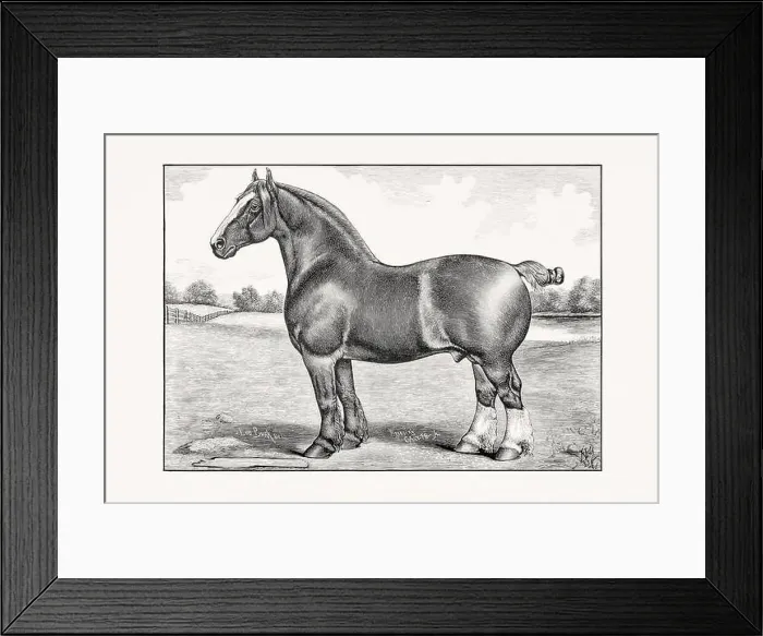 Framed Print : Antique horse illustration from an 1887 livestock book. Detailed depiction of a specific horse breed. Cliydesdale Horse Framed Print : Antique horse illustration from an 1887 livestock book. Detailed depiction of a specific horse breed. Cliydesdale Horse