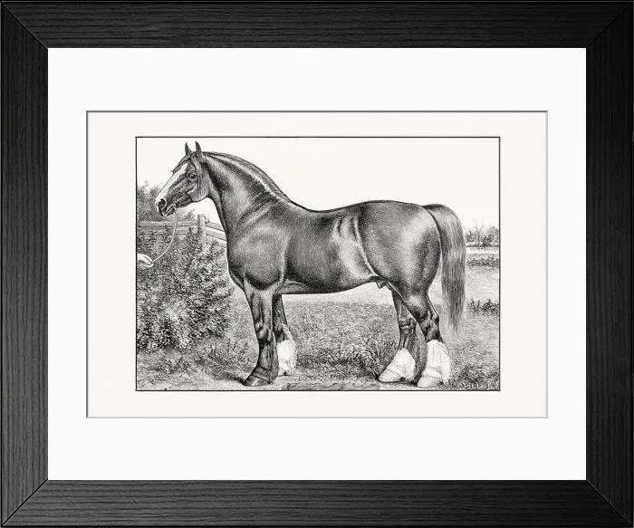 Framed Print : Antique horse illustration from an 1887 livestock book. Detailed depiction of a specific horse breed. Cliydesdale Horse Framed Print : Antique horse illustration from an 1887 livestock book. Detailed depiction of a specific horse breed. Cliydesdale Horse