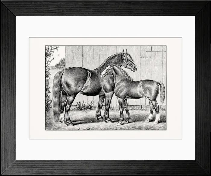 Framed Print : Antique horse illustration from an 1887 livestock book. Detailed depiction of a specific horse breed. Cliydesdale Horse Framed Print : Antique horse illustration from an 1887 livestock book. Detailed depiction of a specific horse breed. Cliydesdale Horse