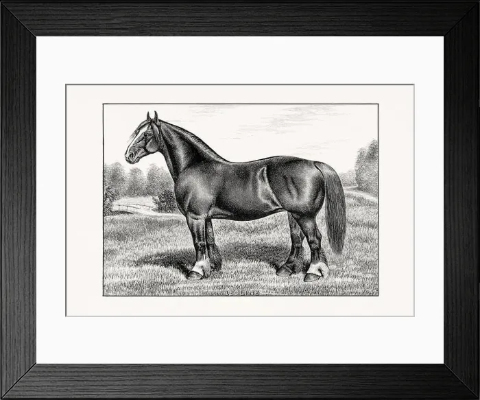 Framed Print : Antique horse illustration from an 1887 livestock book. Detailed depiction of a specific horse breed. Cliydesdale Horse Framed Print : Antique horse illustration from an 1887 livestock book. Detailed depiction of a specific horse breed. Cliydesdale Horse