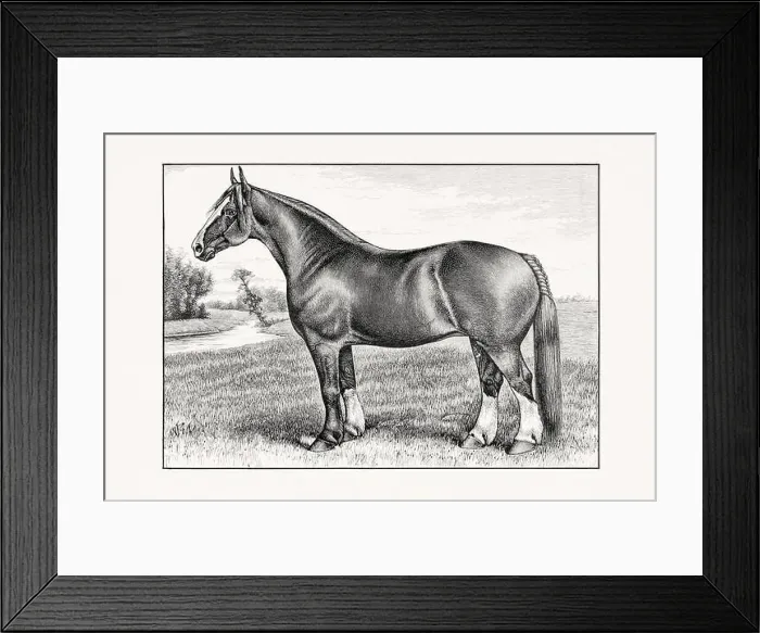 Framed Print : Antique horse illustration from an 1887 livestock book. Detailed depiction of a specific horse breed. Cliydesdale Horse Framed Print : Antique horse illustration from an 1887 livestock book. Detailed depiction of a specific horse breed. Cliydesdale Horse