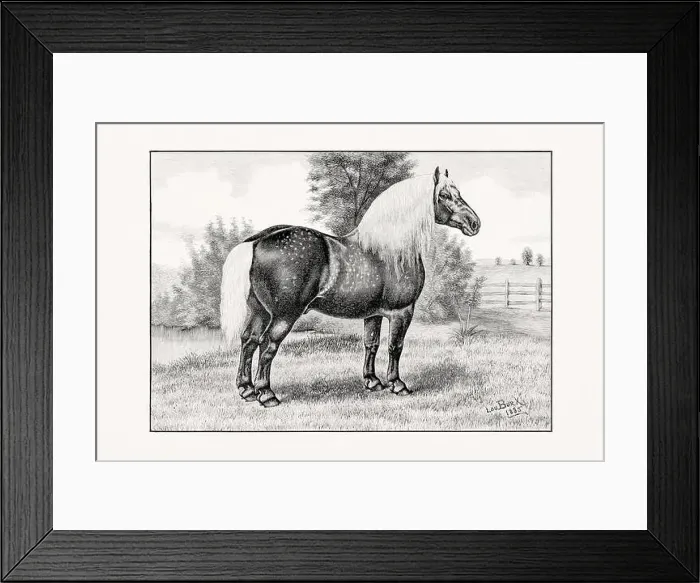 Framed Print : Antique horse illustration from an 1887 livestock book. Detailed depiction of a specific horse breed. Percheron Horse