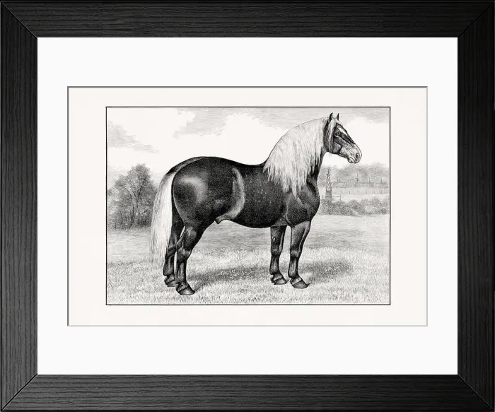 Framed Print : Antique horse illustration from an 1887 livestock book. Detailed depiction of a specific horse breed. Percheron Horse Framed Print : Antique horse illustration from an 1887 livestock book. Detailed depiction of a specific horse breed. Percheron Horse