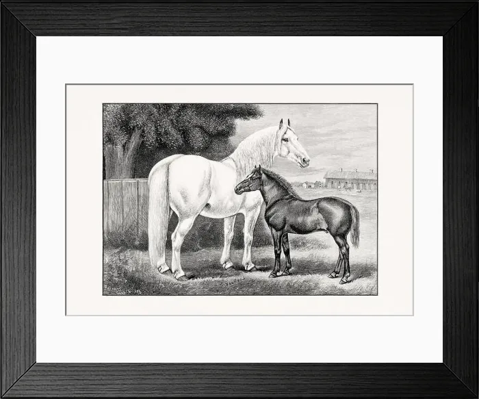 Framed Print : Antique horse illustration from an 1887 livestock book. Detailed depiction of a specific horse breed. Percheron Horse Framed Print : Antique horse illustration from an 1887 livestock book. Detailed depiction of a specific horse breed. Percheron Horse
