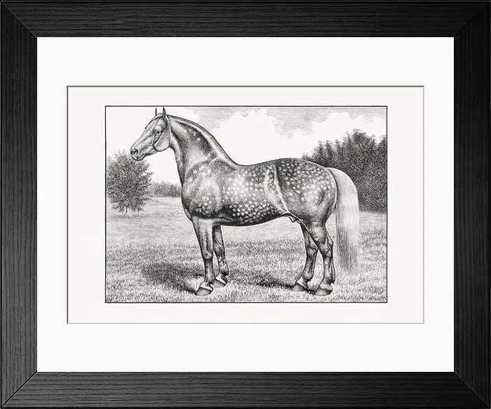 Framed Print : Antique horse illustration from an 1887 livestock book. Detailed depiction of a specific horse breed. Percheron Horse Framed Print : Antique horse illustration from an 1887 livestock book. Detailed depiction of a specific horse breed. Percheron Horse