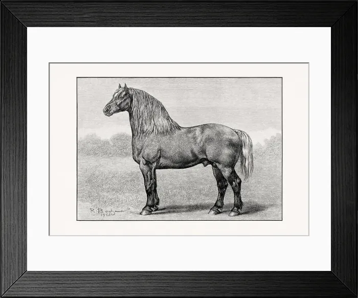 Framed Print : Antique horse illustration from an 1887 livestock book. Detailed depiction of a specific horse breed. Percheron Horse Framed Print : Antique horse illustration from an 1887 livestock book. Detailed depiction of a specific horse breed. Percheron Horse