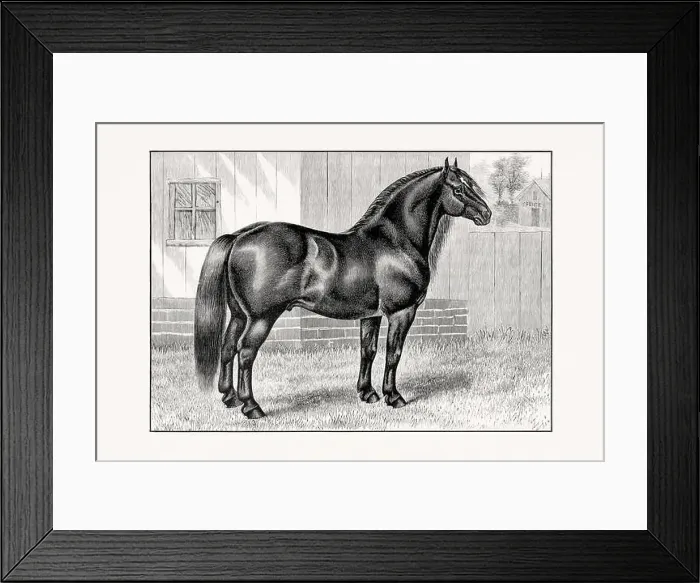 Framed Print : Antique horse illustration from an 1887 livestock book. Detailed depiction of a specific horse breed. Percheron Horse Framed Print : Antique horse illustration from an 1887 livestock book. Detailed depiction of a specific horse breed. Percheron Horse