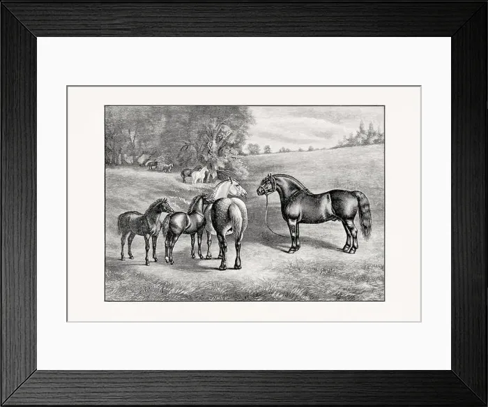 Framed Print : Antique horse illustration from an 1887 livestock book. Detailed depiction of a specific horse breed. Percheron Horse Framed Print : Antique horse illustration from an 1887 livestock book. Detailed depiction of a specific horse breed. Percheron Horse