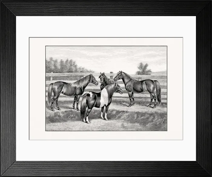 Framed Print : Antique horse illustration from an 1887 livestock book Framed Print : Antique horse illustration from an 1887 livestock book