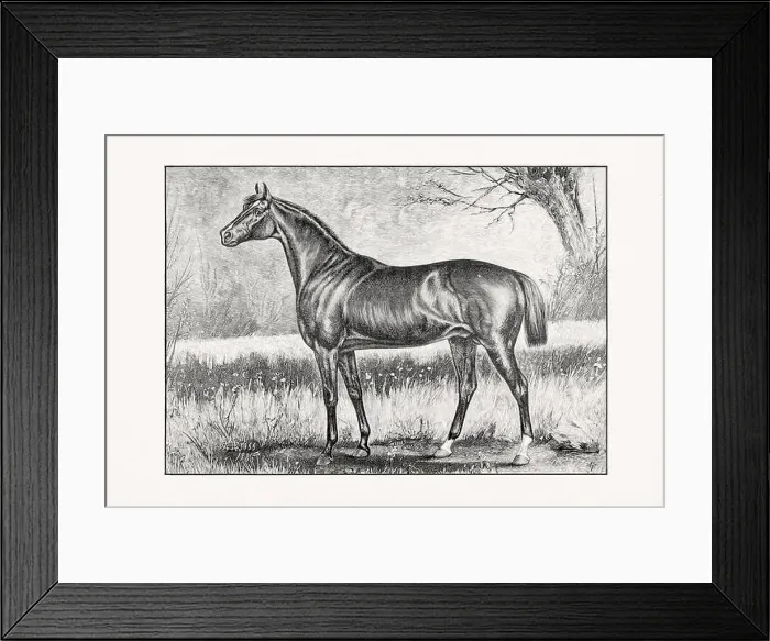 Framed Print : Antique horse illustration from an 1887 livestock book. Detailed depiction of a specific horse breed.Thorougbred Horse Framed Print : Antique horse illustration from an 1887 livestock book. Detailed depiction of a specific horse breed.Thorougbred Horse