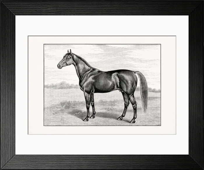 Framed Print : Antique horse illustration from an 1887 livestock book. Detailed depiction of a specific horse breed.Thorougbred Horse Framed Print : Antique horse illustration from an 1887 livestock book. Detailed depiction of a specific horse breed.Thorougbred Horse