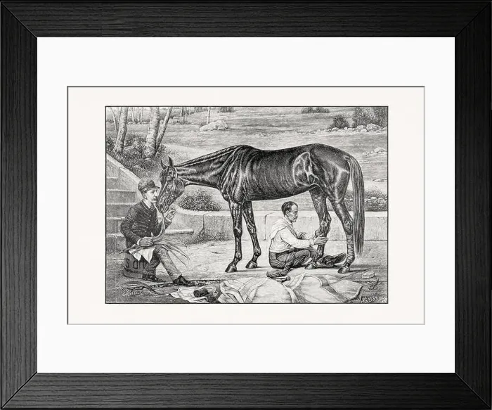 Framed Print : Antique horse illustration from an 1887 livestock book. Detailed depiction of a specific horse breed.Thorougbred Horse Framed Print : Antique horse illustration from an 1887 livestock book. Detailed depiction of a specific horse breed.Thorougbred Horse