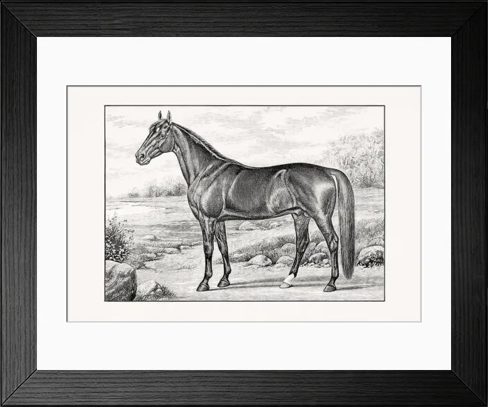 Framed Print : Antique horse illustration from an 1887 livestock book. Detailed depiction of a specific horse breed.Thorougbred Horse Framed Print : Antique horse illustration from an 1887 livestock book. Detailed depiction of a specific horse breed.Thorougbred Horse