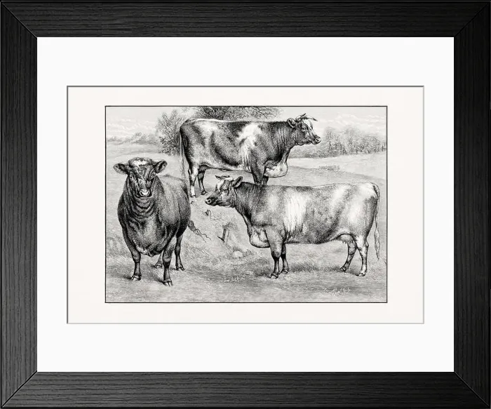 Framed Print : Shorthorn or Durham Cattle. Antique cattle illustration from an 1887 livestock book Framed Print : Shorthorn or Durham Cattle. Antique cattle illustration from an 1887 livestock book