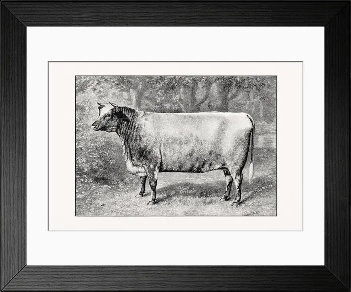 Framed Print : Shorthorn or Durham Cattle. Vintage cattle illustration of a cow from an 1887 livestock book Framed Print : Shorthorn or Durham Cattle. Vintage cattle illustration of a cow from an 1887 livestock book