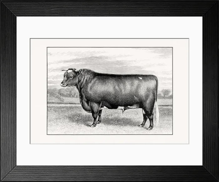 Framed Print : Shorthorn or Durham Cattle. Antique cattle illustration of a bull from an 1887 livestock book Framed Print : Shorthorn or Durham Cattle. Antique cattle illustration of a bull from an 1887 livestock book