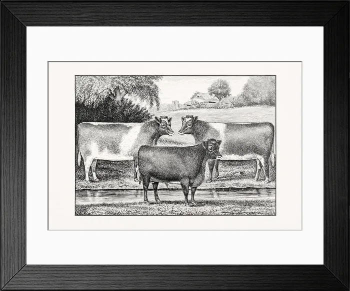 Framed Print : Shorthorn or Durham Cattle. Antique cattle illustration from an 1887 livestock book