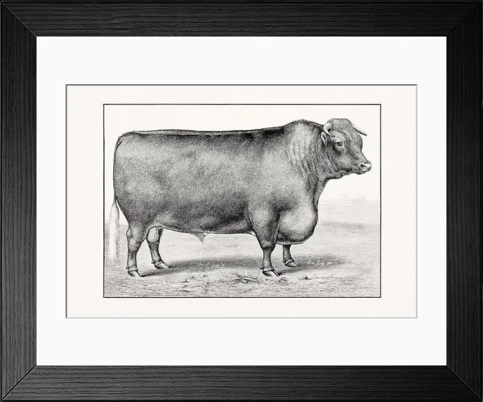 Framed Print : Shorthorn or Durham Cattle. Antique cattle illustration of a bull from an 1887 livestock book Framed Print : Shorthorn or Durham Cattle. Antique cattle illustration of a bull from an 1887 livestock book