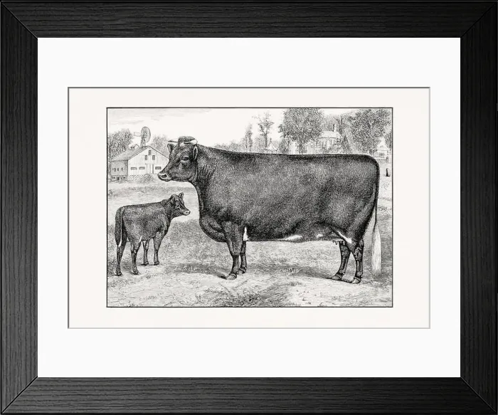 Framed Print : Shorthorn or Durham Cattle. Vintage cattle illustration of a cow from an 1887 livestock book Framed Print : Shorthorn or Durham Cattle. Vintage cattle illustration of a cow from an 1887 livestock book