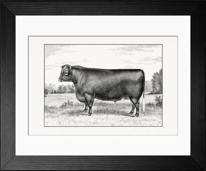 Framed Print : Shorthorn or Durham Cattle. Antique cattle illustration of a bull from an 1887 livestock book Framed Print : Shorthorn or Durham Cattle. Antique cattle illustration of a bull from an 1887 livestock book