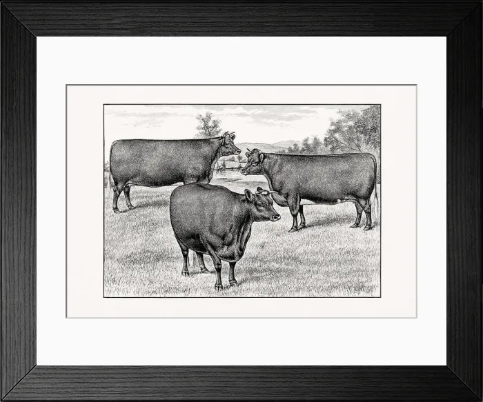 Framed Print : Shorthorn or Durham Cattle. Antique cattle illustration from an 1887 livestock book Framed Print : Shorthorn or Durham Cattle. Antique cattle illustration from an 1887 livestock book