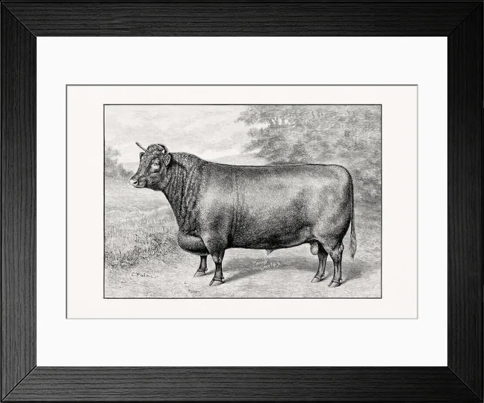 Framed Print : Shorthorn or Durham Cattle. Antique cattle illustration of a bull from an 1887 livestock book Framed Print : Shorthorn or Durham Cattle. Antique cattle illustration of a bull from an 1887 livestock book