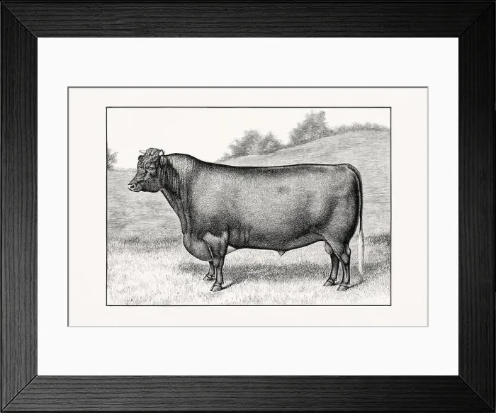 Framed Print : Shorthorn or Durham Cattle. Antique cattle illustration of a bull from an 1887 livestock book Framed Print : Shorthorn or Durham Cattle. Antique cattle illustration of a bull from an 1887 livestock book