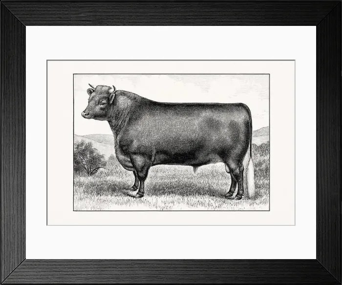 Framed Print : Shorthorn or Durham Cattle. Antique cattle illustration of a bull from an 1887 livestock book Framed Print : Shorthorn or Durham Cattle. Antique cattle illustration of a bull from an 1887 livestock book