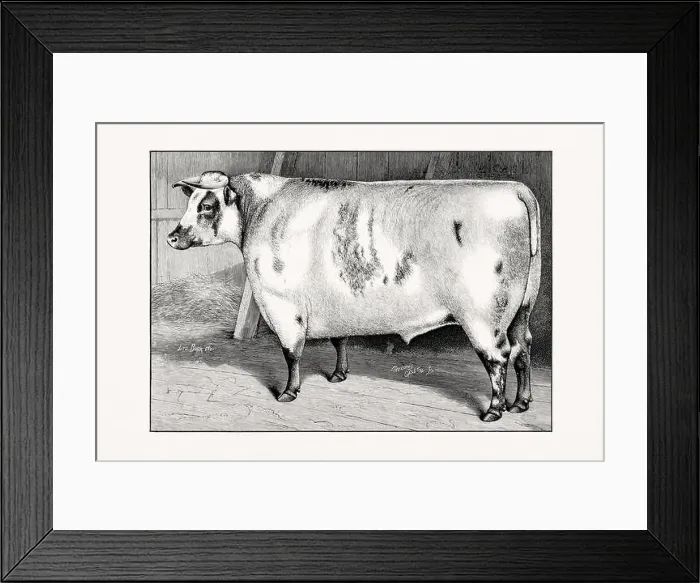 Framed Print : Shorthorn or Durham Cattle. Antique cattle illustration of a bull from an 1887 livestock book
